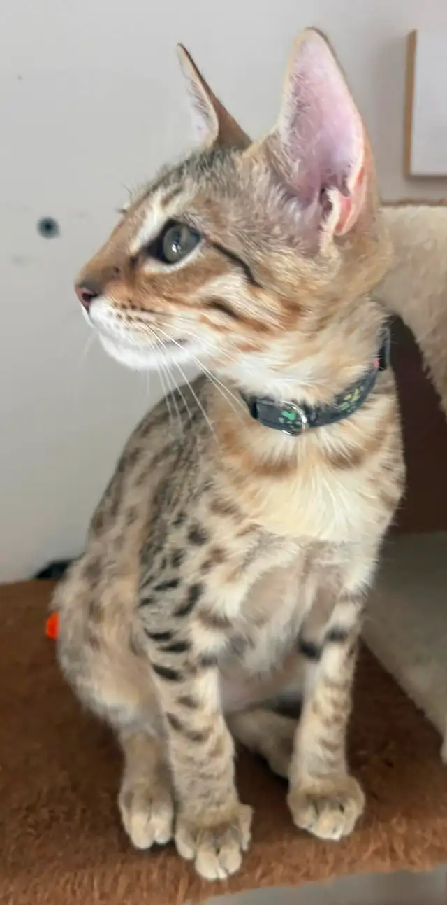 Chaton Savannah F5 mâle golden (c. noir) - Photo 3