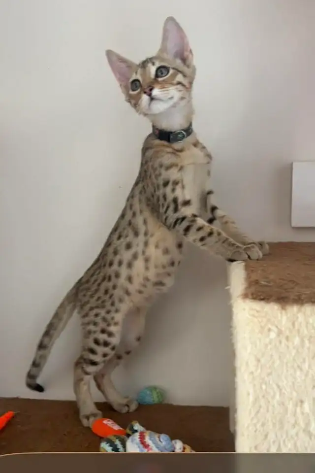 Chaton Savannah F5 mâle golden (c. noir) - Photo 4