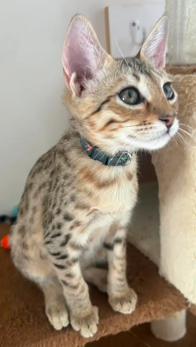 Chaton Savannah F5 mâle golden (c. noir) - Photo 5