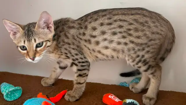 Chaton Savannah F5 mâle golden (c. noir) - Photo 6