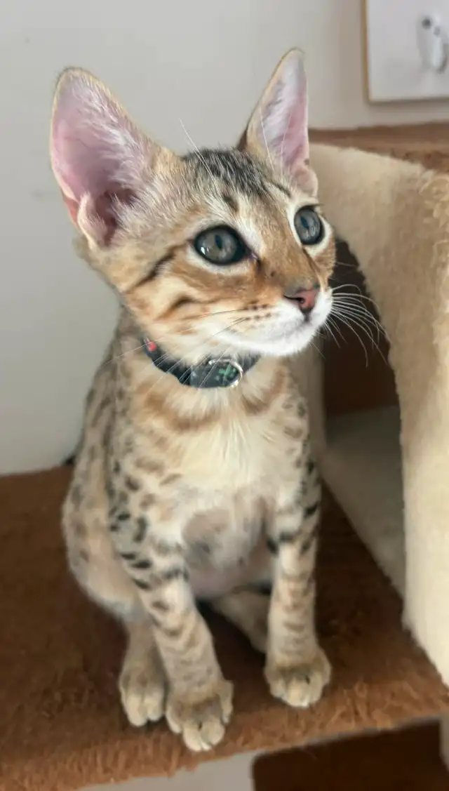 Chaton Savannah F5 mâle golden (c. noir) - Photo 7