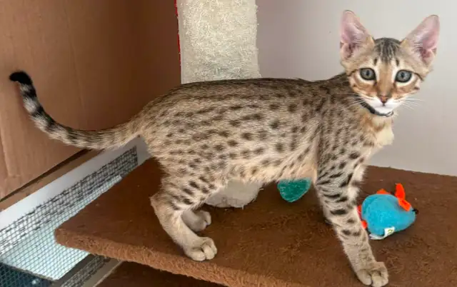 Chaton Savannah F5 mâle golden (c. noir) - Photo 8