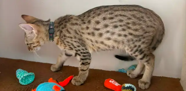 Chaton Savannah F5 mâle golden (c. noir) - Photo 9