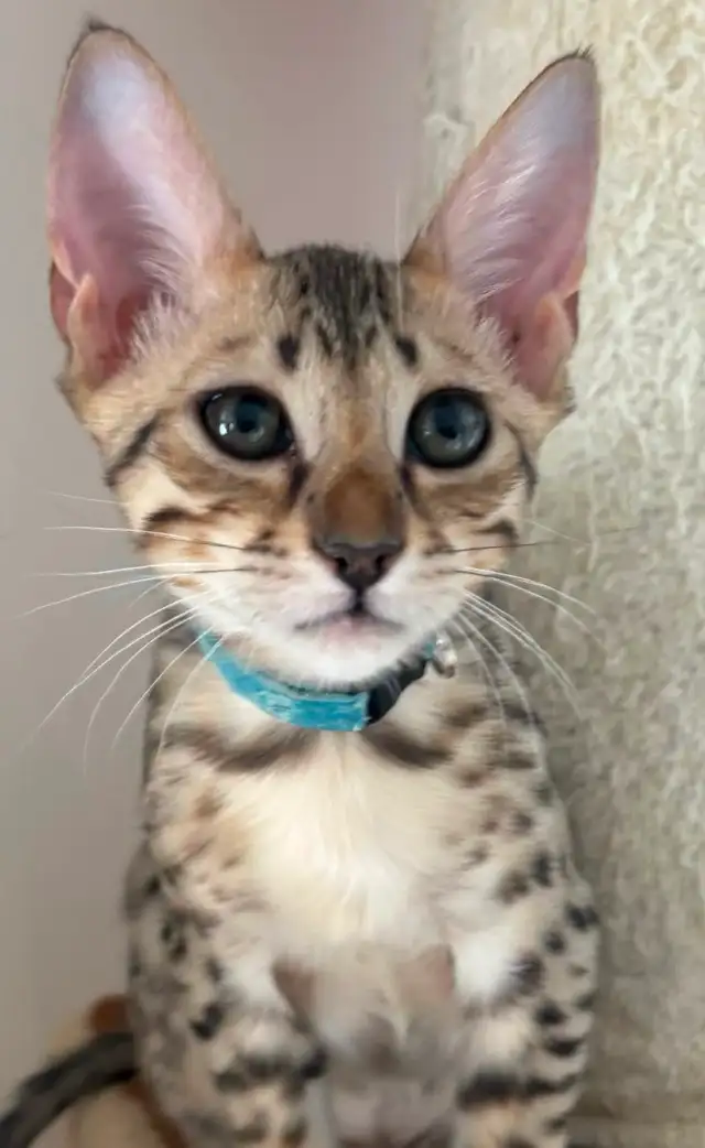 Chaton F5 mâle Savannah golden (c. bleu pâle)