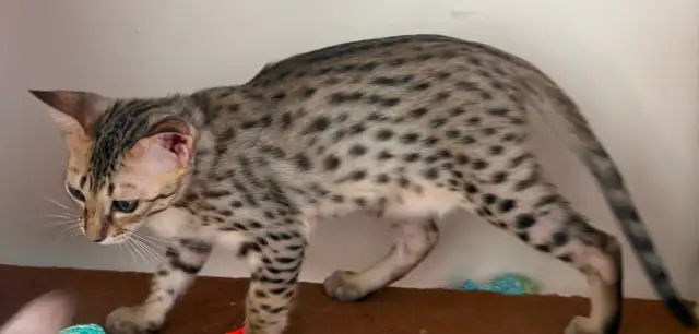 Chaton F5 mâle Savannah golden (c. bleu pâle) - Photo 2