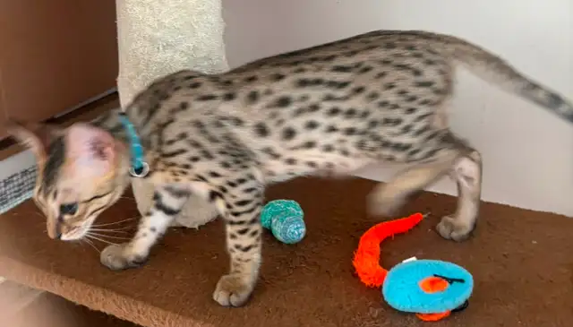 Chaton F5 mâle Savannah golden (c. bleu pâle) - Photo 3