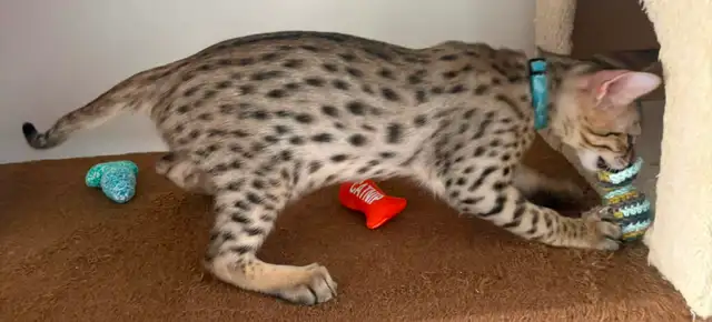 Chaton F5 mâle Savannah golden (c. bleu pâle) - Photo 4