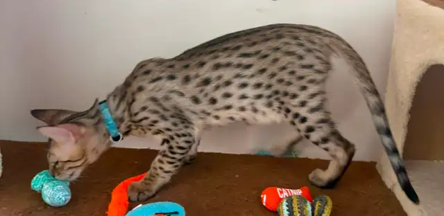 Chaton F5 mâle Savannah golden (c. bleu pâle) - Photo 5