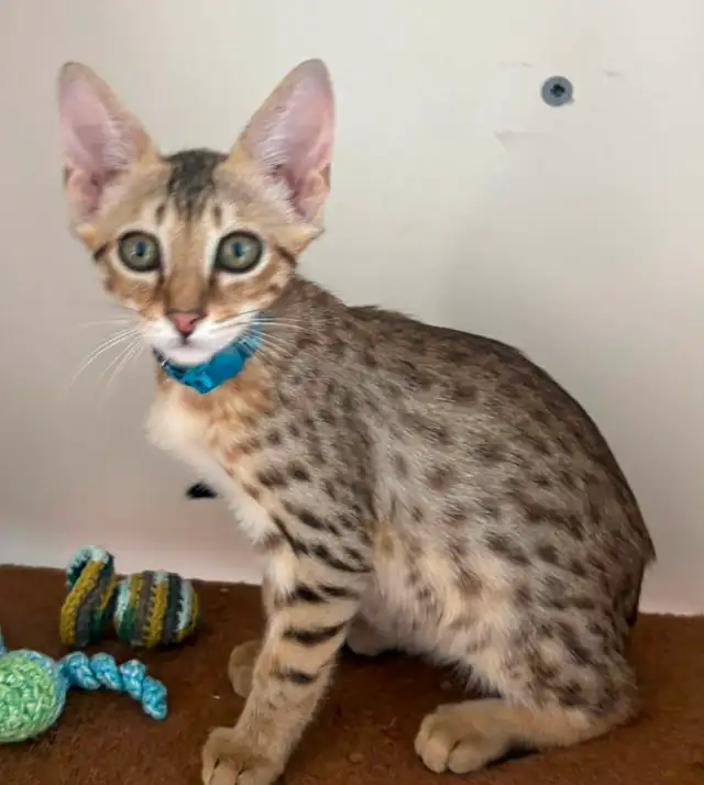 Chaton Savannah mâle golden F5 (c. b motifs)