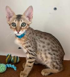 Chaton Savannah mâle golden F5 (c. b motifs)