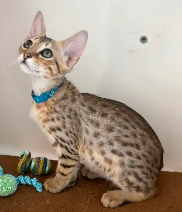 Chaton Savannah mâle golden F5 (c. b motifs) - Photo 2