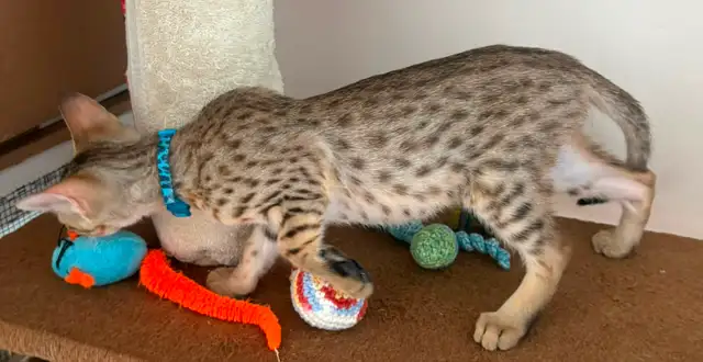 Chaton Savannah mâle golden F5 (c. b motifs) - Photo 3