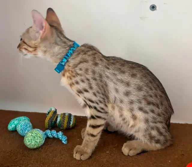 Chaton Savannah mâle golden F5 (c. b motifs) - Photo 4