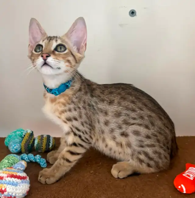 Chaton Savannah mâle golden F5 (c. b motifs) - Photo 5