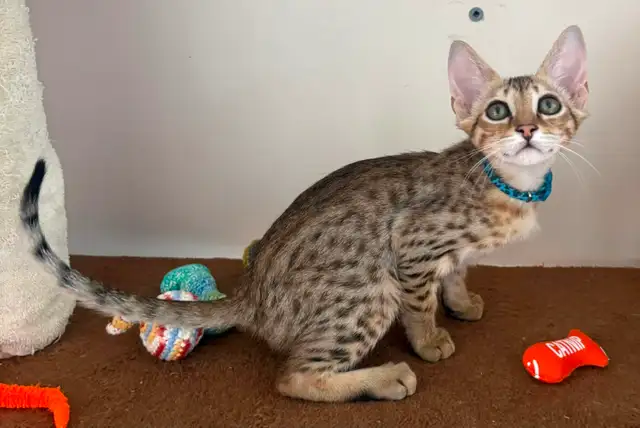 Chaton Savannah mâle golden F5 (c. b motifs) - Photo 6