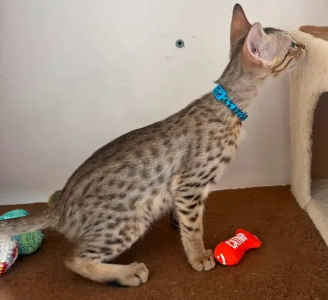 Chaton Savannah mâle golden F5 (c. b motifs) - Photo 7