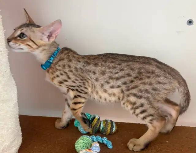 Chaton Savannah mâle golden F5 (c. b motifs) - Photo 8