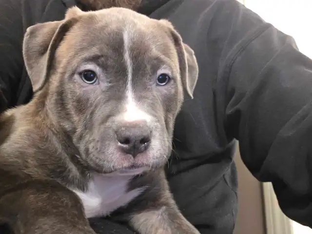 puppies For rehoming