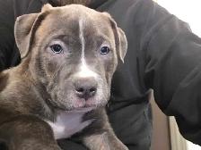 puppies For rehoming