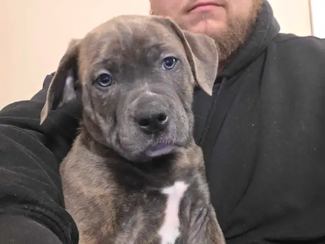 puppies For rehoming - Photo 2