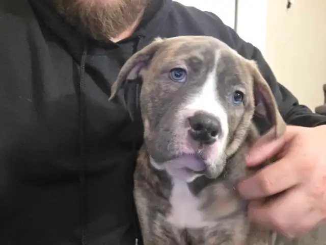 puppies For rehoming - Photo 3