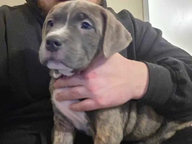 puppies For rehoming - Photo 4