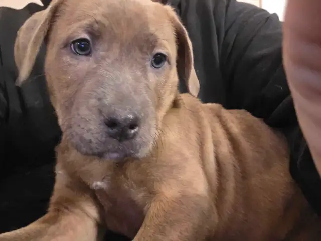 puppies For rehoming - Photo 5