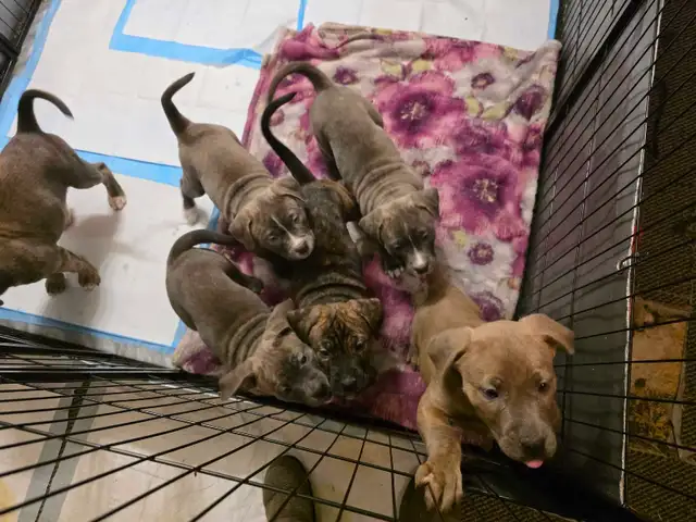puppies For rehoming - Photo 6
