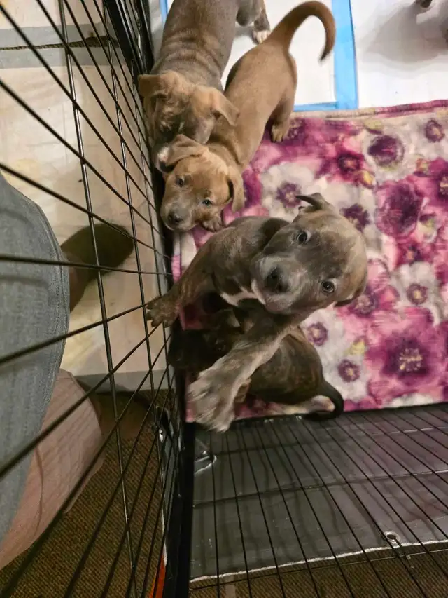 puppies For rehoming - Photo 7