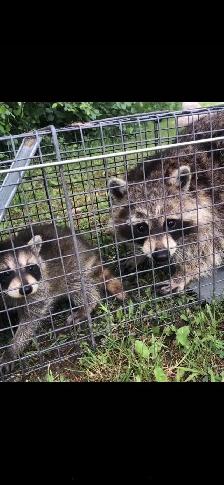 Brothers Wildlife Removal- Raccoons, Squirrels, Skunks - Photo 4