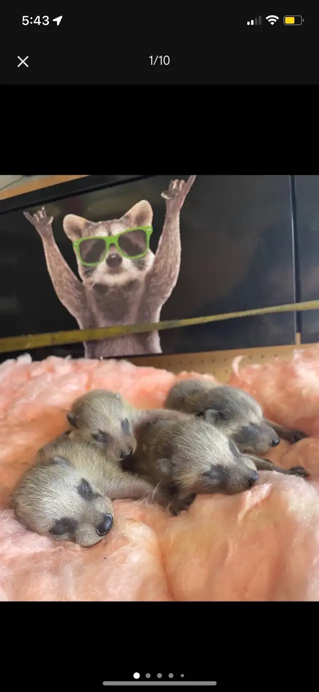 Brothers Wildlife Removal- Raccoons, Skunks, Squirrels