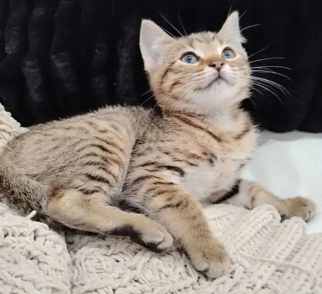 2 Chatons Bangels - Photo 2