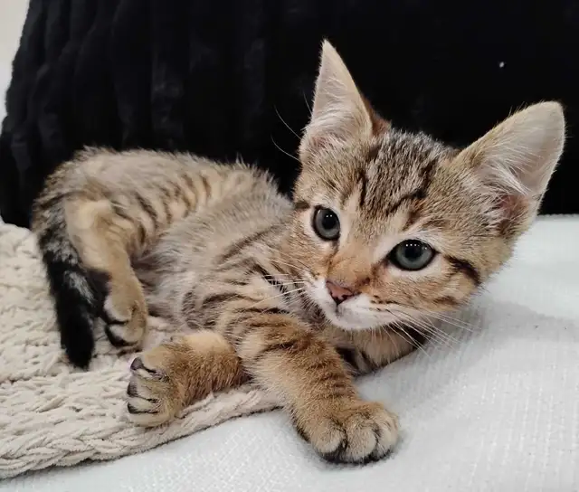 2 Chatons Bangels - Photo 4