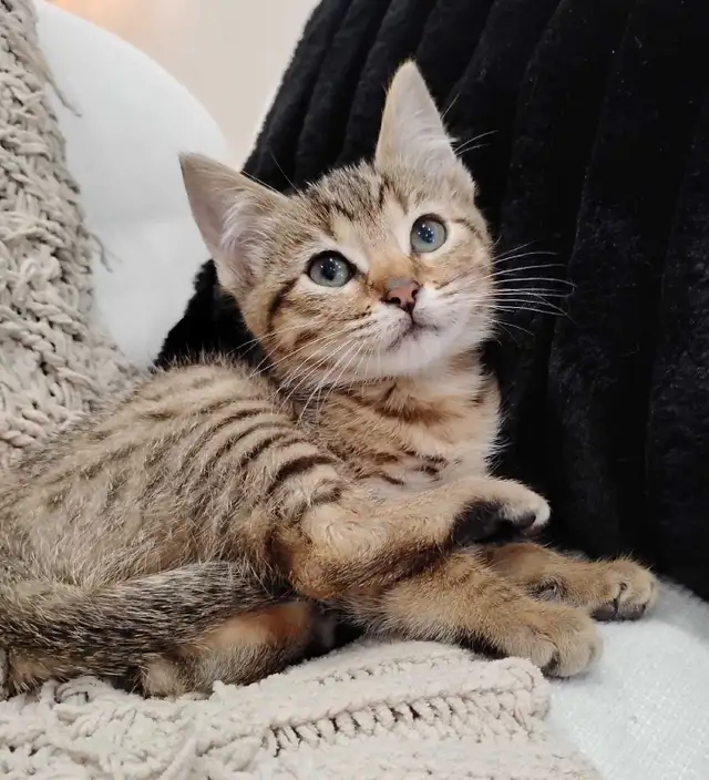 2 Chatons Bangels - Photo 5