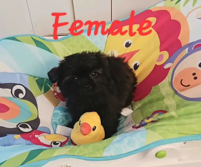 Shorkie puppies - Photo 2