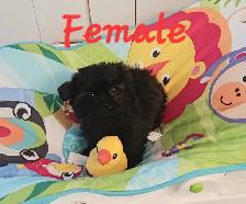 Shorkie puppies - Photo 2