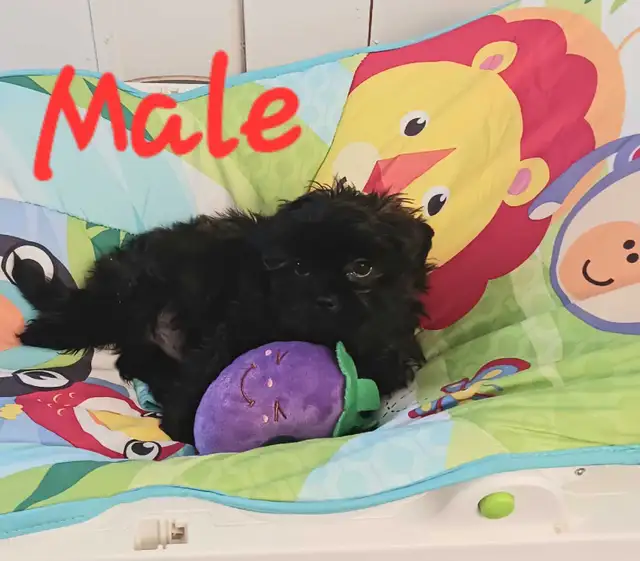 Shorkie puppies - Photo 3