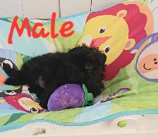 Shorkie puppies - Photo 3
