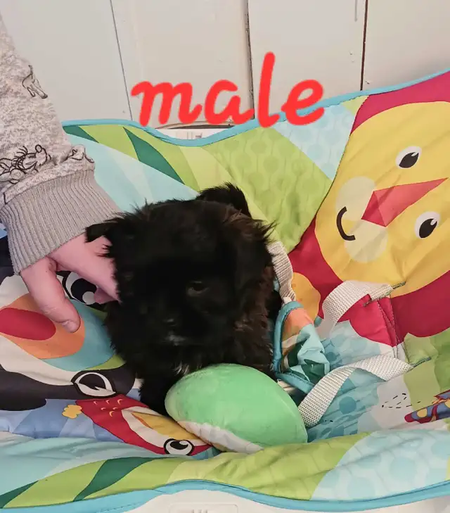 Shorkie puppies - Photo 4