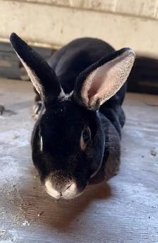 2 Roxy and 2 Lionhead bunny’s for sale