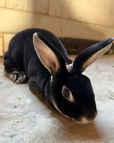 2 Roxy and 2 Lionhead bunny’s for sale - Photo 2