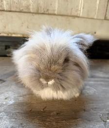 2 Roxy and 2 Lionhead bunny’s for sale - Photo 3
