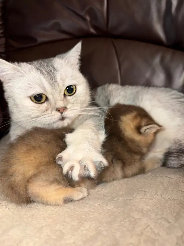 British Shorthair PURE RACE