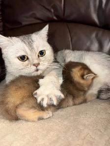 British Shorthair PURE RACE