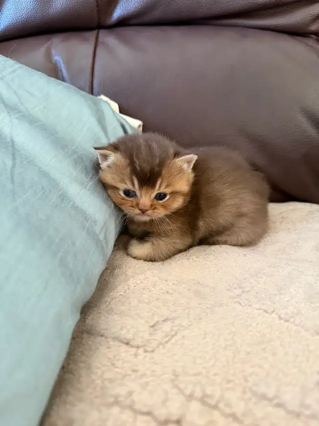 British Shorthair PURE RACE - Photo 2