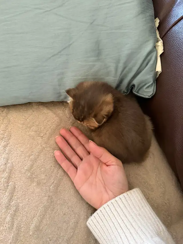 British Shorthair PURE RACE - Photo 3