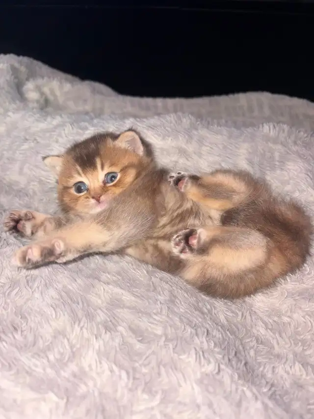 British Shorthair PURE RACE - Photo 4