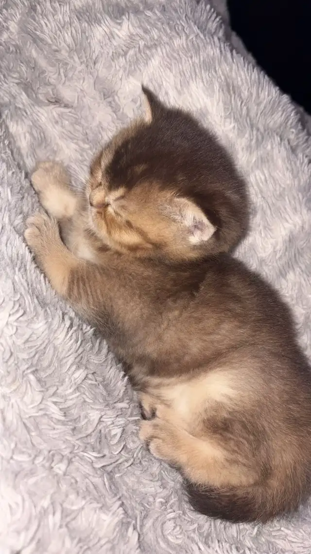 British Shorthair PURE RACE - Photo 5