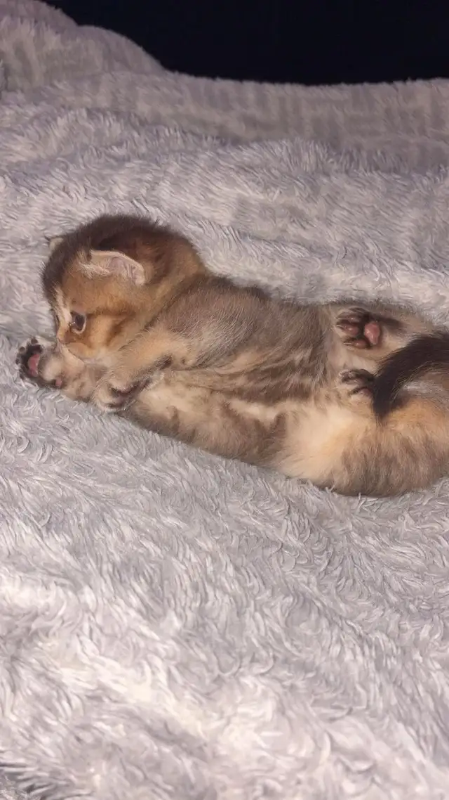 British Shorthair PURE RACE - Photo 6