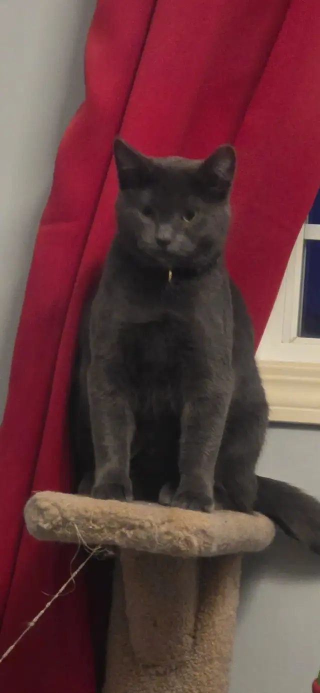 1 year spayed female